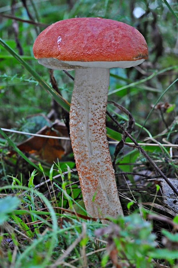 kozák dubový Leccinum aurantiacum (Bull.) Gray