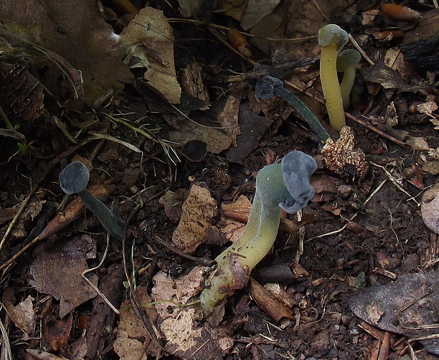 klincovka slizká Leotia lubrica (Scop.) Pers.