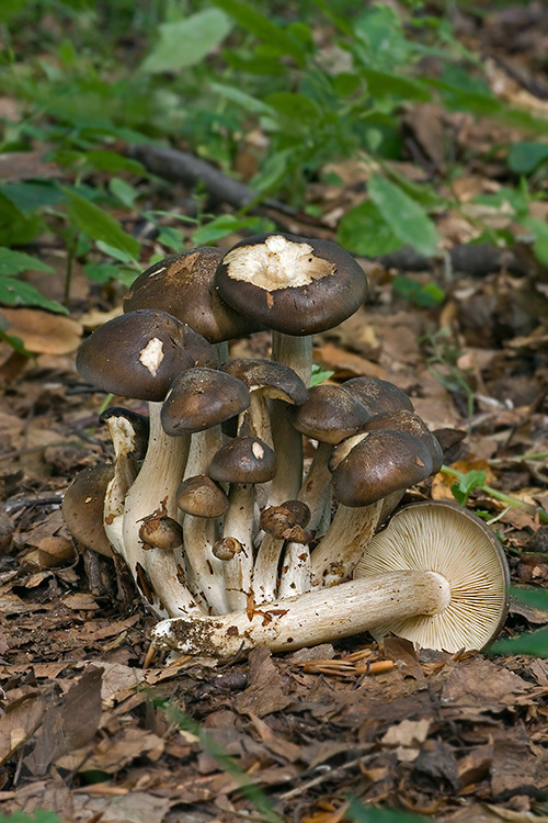 strmulec nakopený Lyophyllum decastes (Fr.) Singer