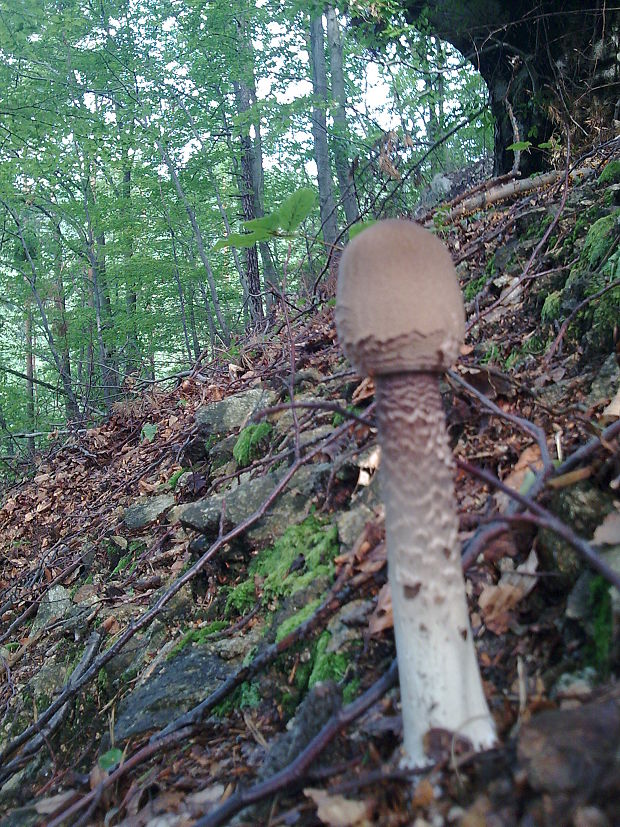 bedľa vysoká Macrolepiota procera (Scop.) Singer