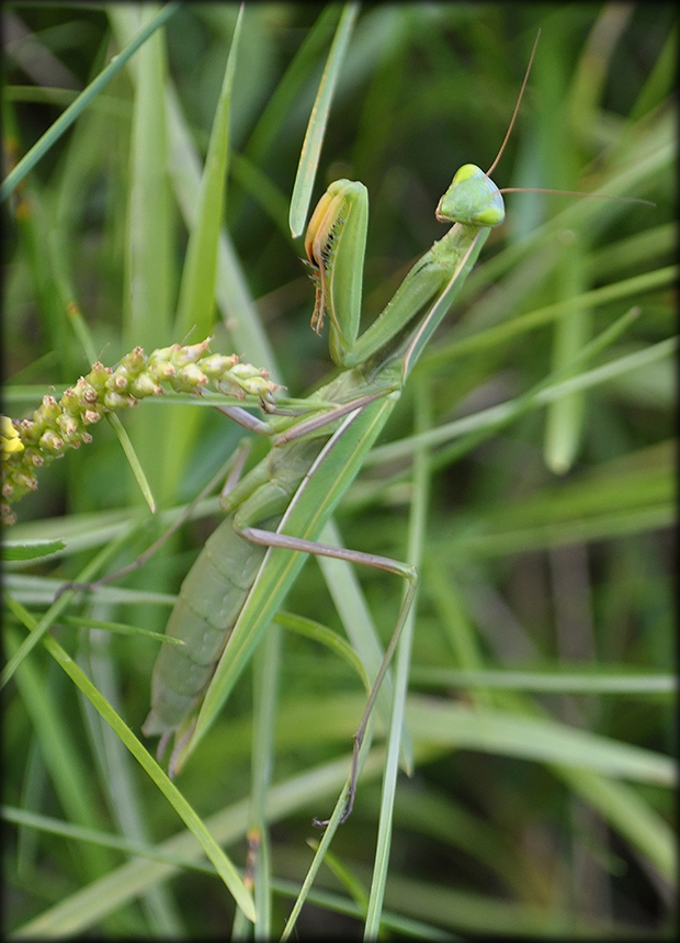 modlivka zelená Mantis religiosa