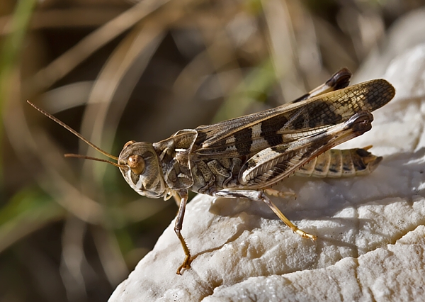 koník čiernopásy Oedaleus decorus