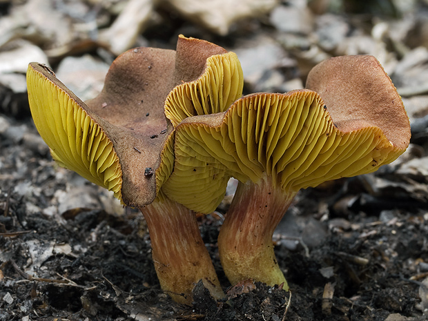 lupeňopórovec červenožltý Phylloporus rhodoxanthus (Schwein.) Bres.