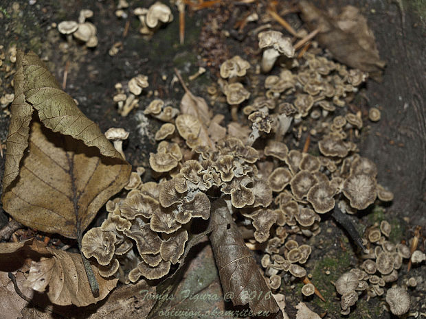 palievik kučeravý Pseudocraterellus undulatus (Pers.) Rauschert