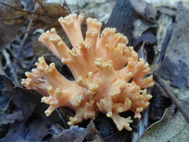 strapačka lososovoružová Ramaria subbotrytis (Coker) Corner