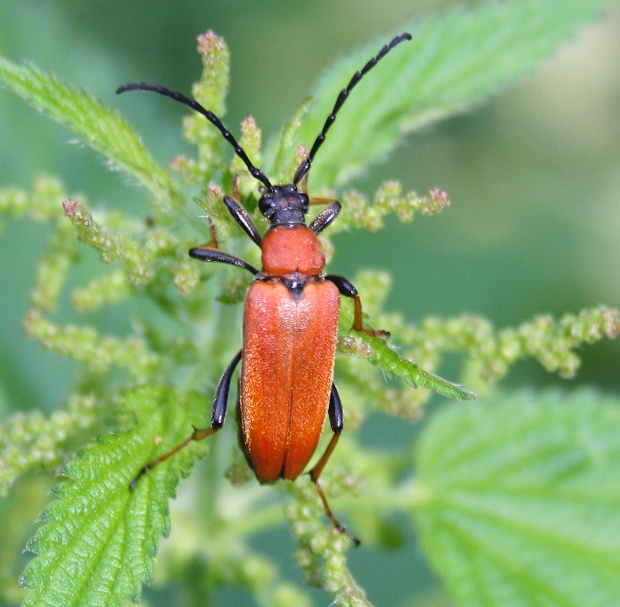 fúzač obyčajný - tesařík Sticoleptura rubra ♀