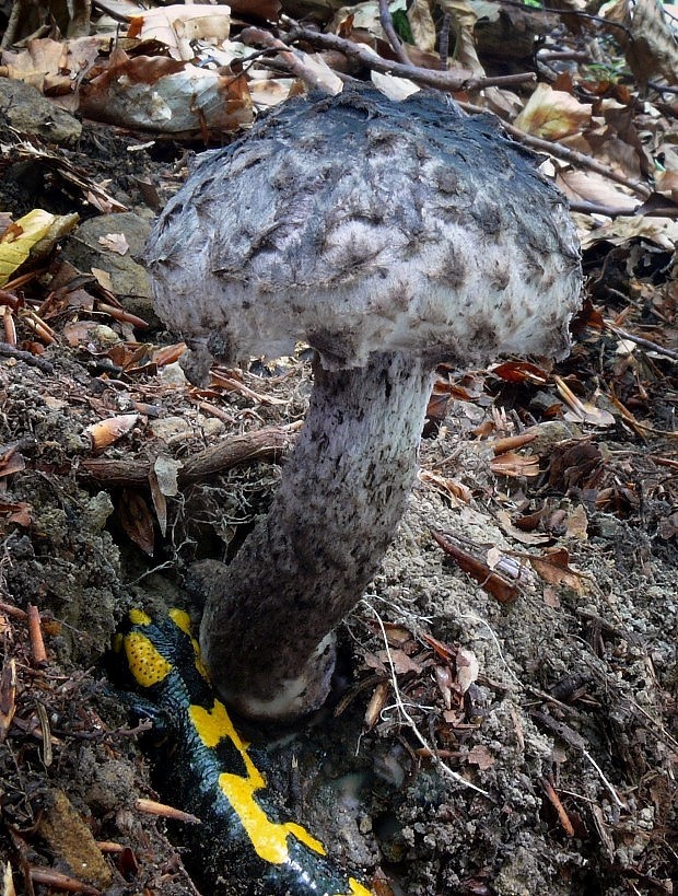 šiškovec šupinatý Strobilomyces strobilaceus (Scop.) Berk.