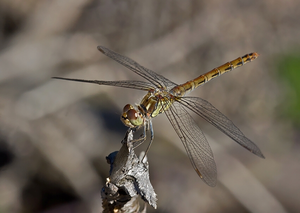 vážka Sympetrum sp.