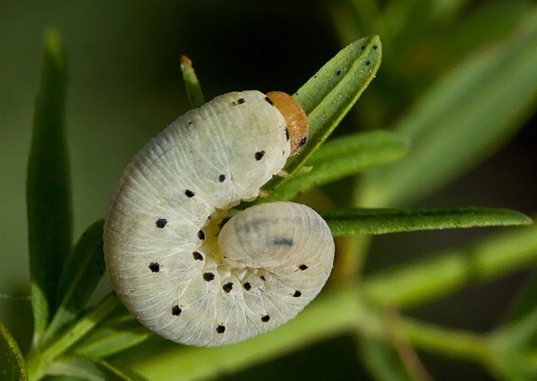 Symphyta sp.