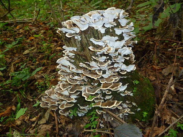 trúdnikovec pestrý Trametes versicolor (L.) Lloyd