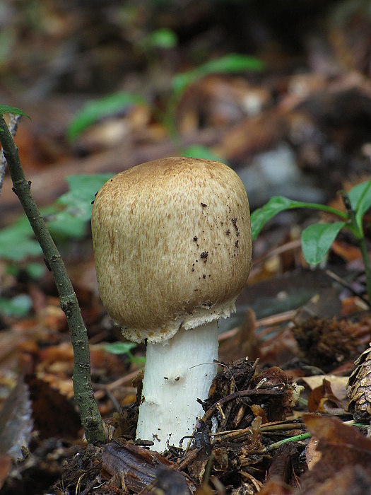 pečiarka Agaricus sp.