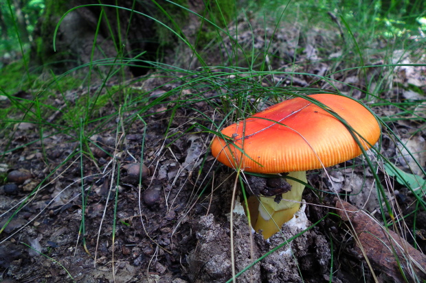 muchotrávka cisárska Amanita caesarea (Scop.) Pers.