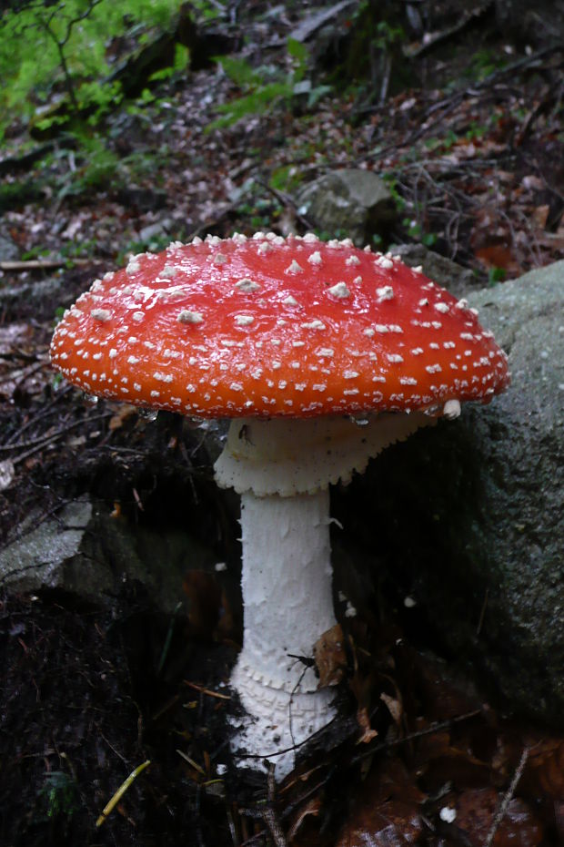 muchotrávka červená Amanita muscaria (L.) Lam.