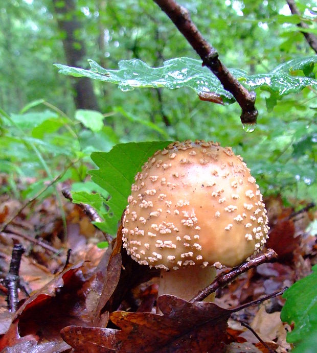 muchotrávka červenkastá Amanita rubescens Pers.