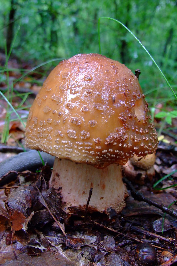 muchotrávka červenkastá Amanita rubescens Pers.