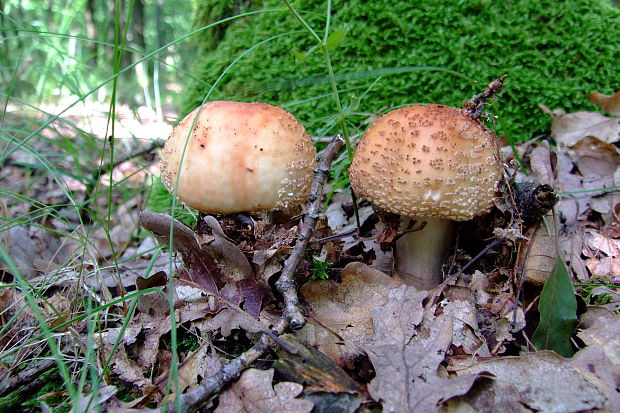 muchotrávka červenkastá Amanita rubescens Pers.