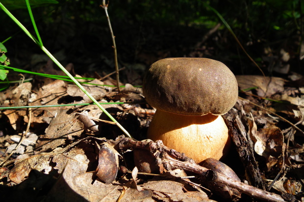 hríb bronzový Boletus aereus Bull. ex Fr.