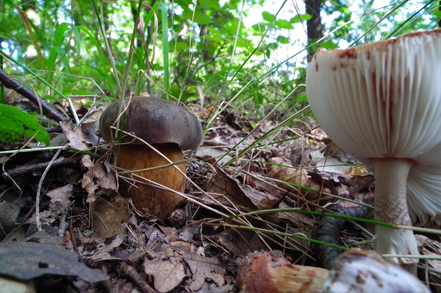 hríb bronzový Boletus aereus Bull. ex Fr.