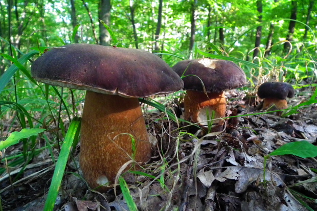 hríb bronzový Boletus aereus Bull. ex Fr.