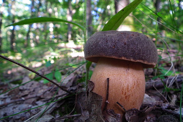 hríb bronzový Boletus aereus Bull. ex Fr.