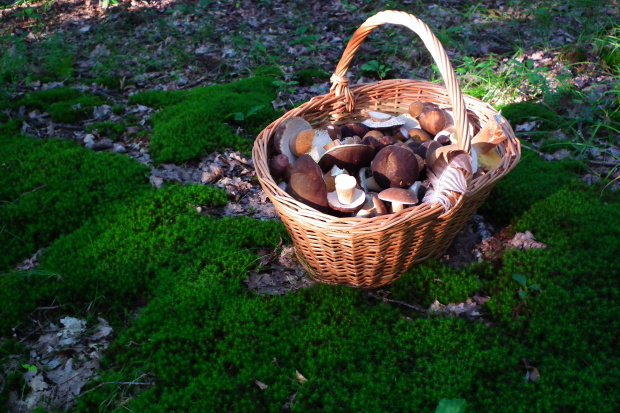 hríb bronzový Boletus aereus Bull. ex Fr.