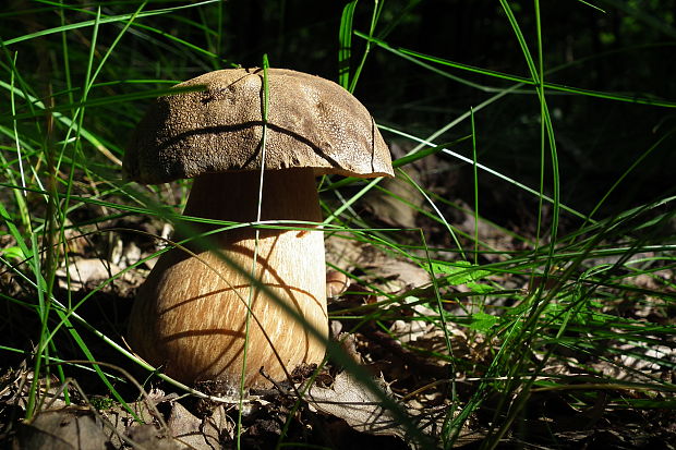 hríb bronzový Boletus aereus Bull. ex Fr.