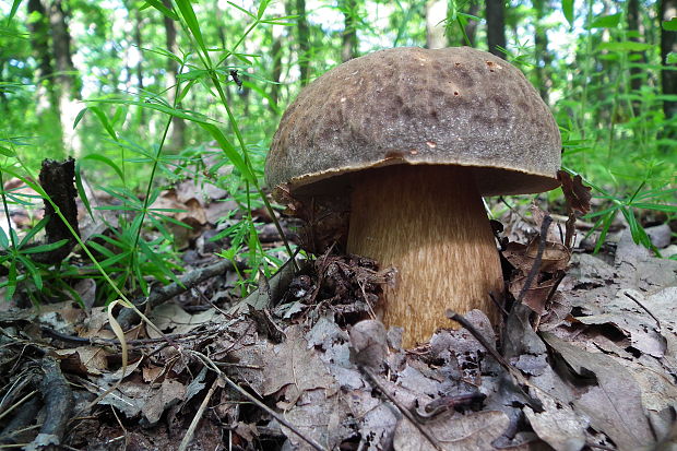 hríb bronzový Boletus aereus Bull. ex Fr.