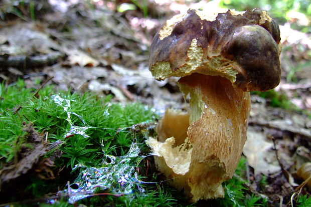 hríb bronzový Boletus aereus Bull. ex Fr.