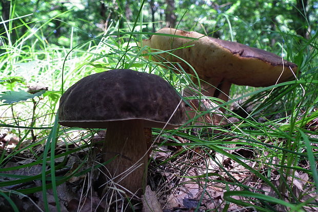 hríb bronzový Boletus aereus Bull. ex Fr.