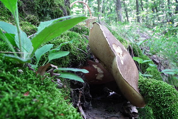 hríb bronzový Boletus aereus Bull. ex Fr.