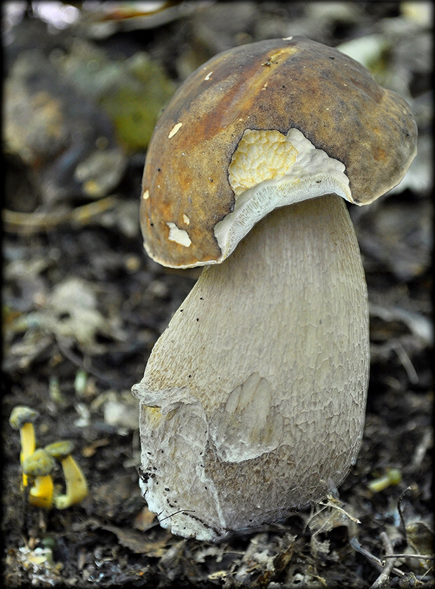 hríb bronzový Boletus aereus Bull. ex Fr.