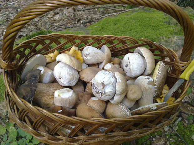 hríb smrekový Boletus edulis Bull.