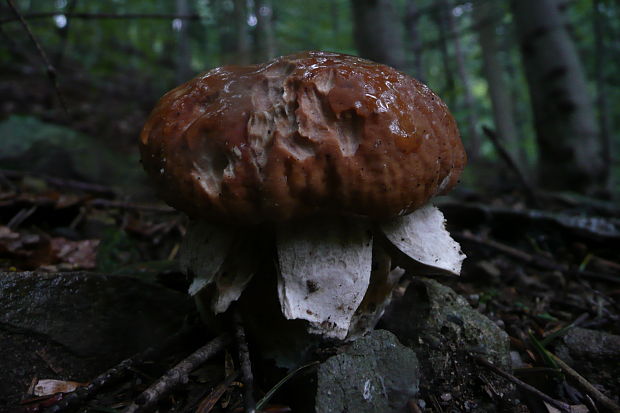 hríb smrekový Boletus edulis Bull.