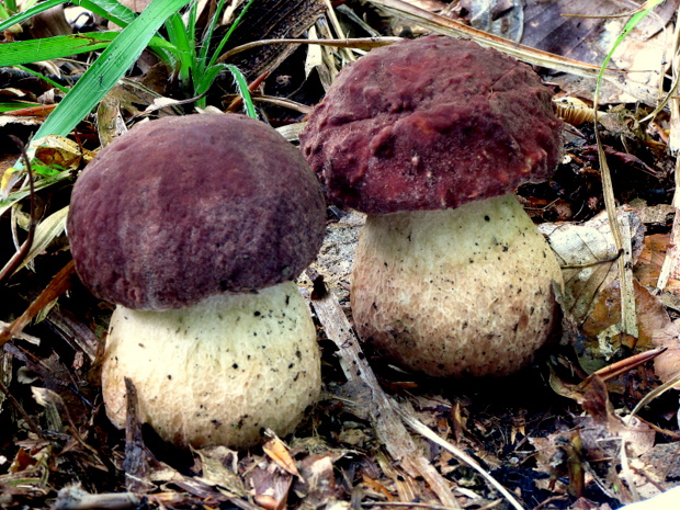 hríb sosnový Boletus pinophilus Pil. et Dermek in Pil.