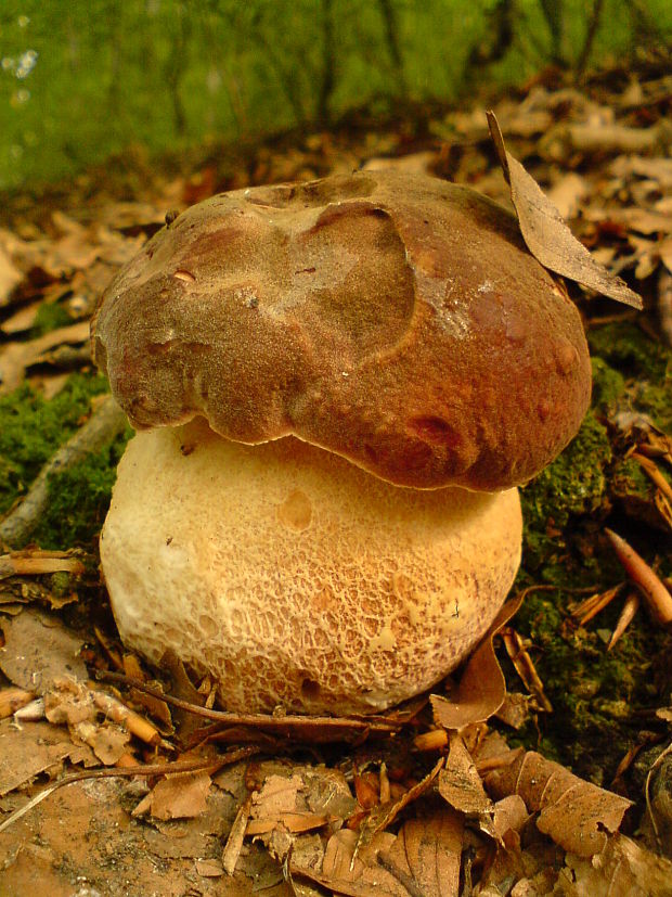 hríb sosnový Boletus pinophilus Pil. et Dermek in Pil.