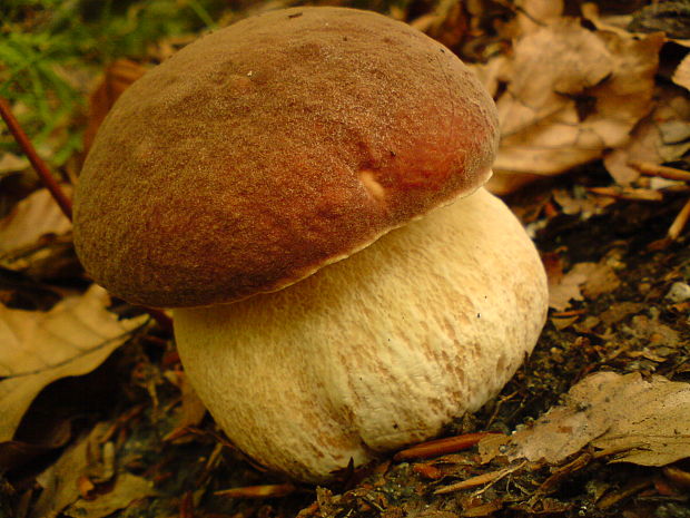 hríb sosnový Boletus pinophilus Pil. et Dermek in Pil.