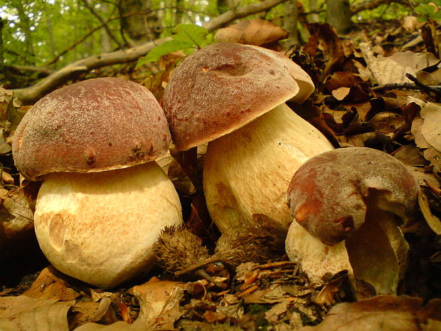 hríb sosnový Boletus pinophilus Pil. et Dermek in Pil.