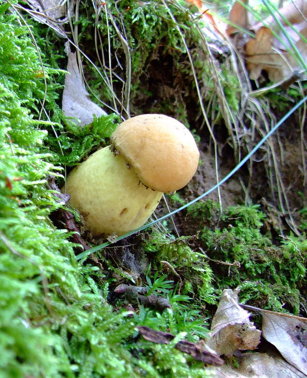 hríb dubový? Boletus reticulatus? Schaeff. ex Boud.