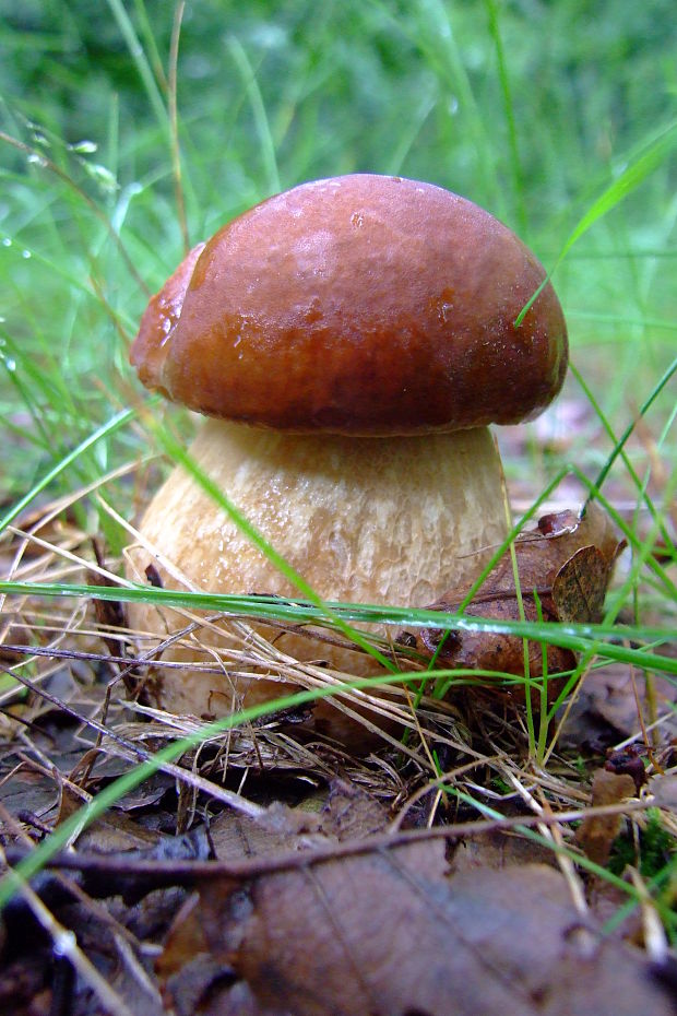 hríb dubový Boletus reticulatus Schaeff.