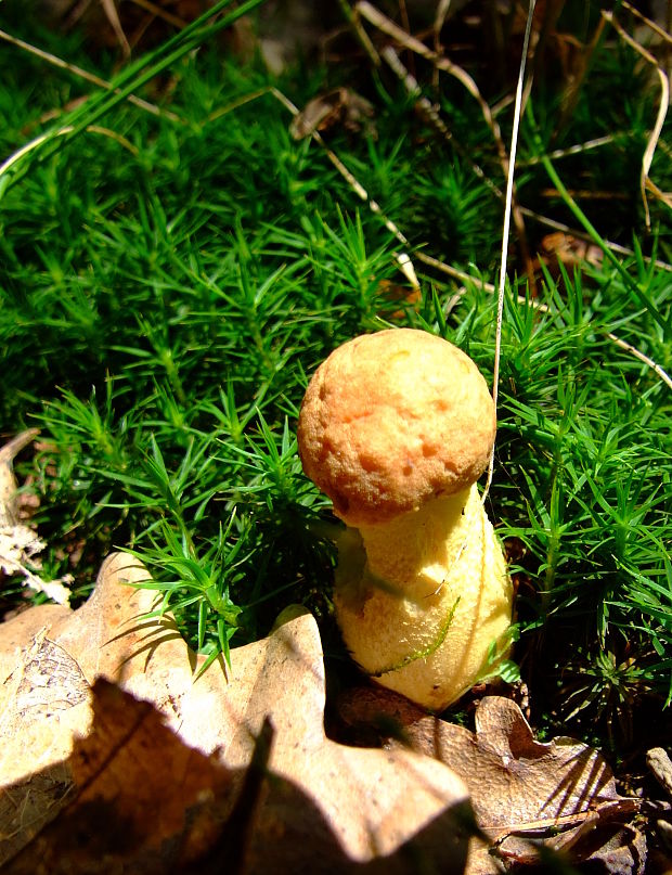 hríb dubový Boletus reticulatus Schaeff.