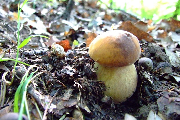 hríb dubový Boletus reticulatus Schaeff.