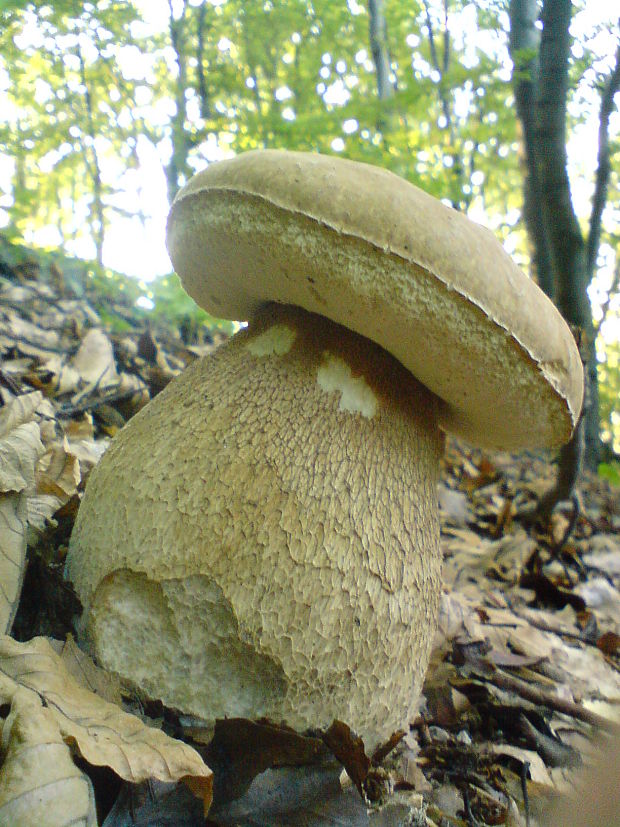 hríb dubový Boletus reticulatus Schaeff.