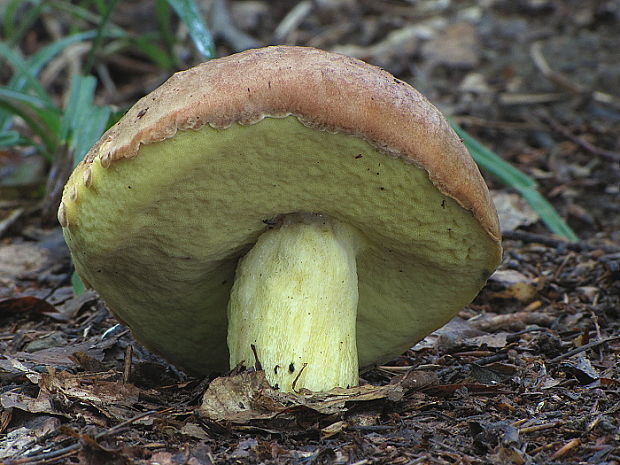 hríb príveskatý Butyriboletus appendiculatus (Schaeff. ex Fr.) Secr.