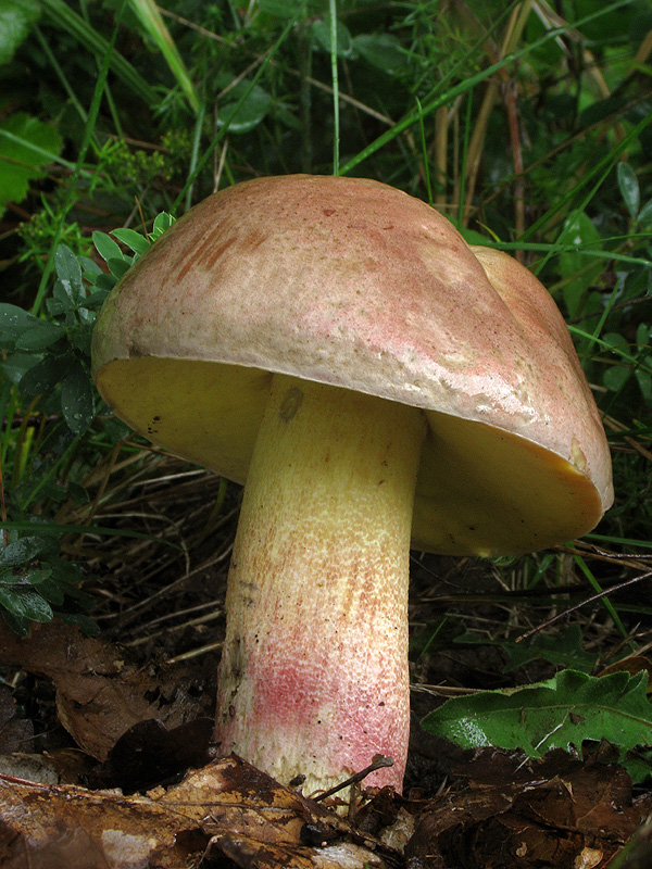 hríb nádherný Butyriboletus fuscoroseus (Smotl.) Vizzini & Gelardi