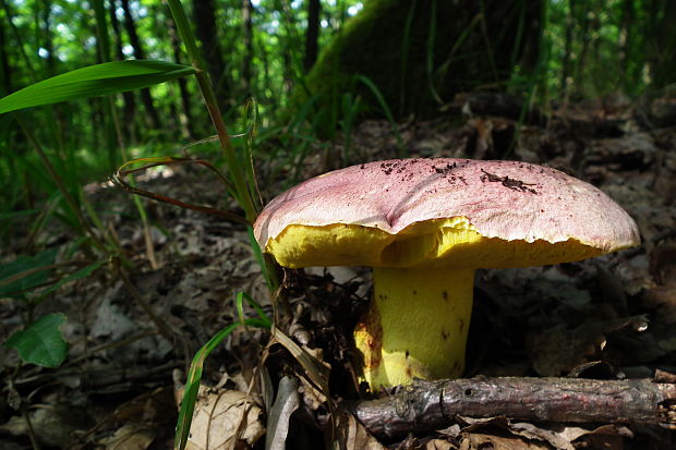 hríb kráľovský Butyriboletus regius (Krombh.) D. Arora & J.L. Frank