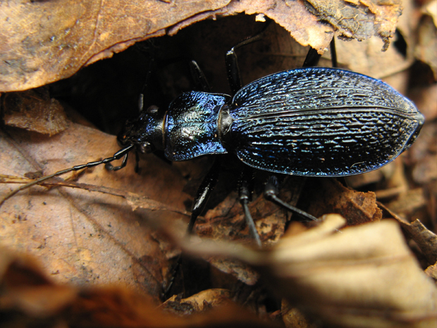 bystruška vráskavá Carabus intricatus