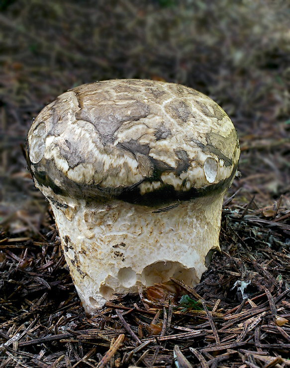 náramkovka cisárska Catathelasma imperiale (P. Karst.) Singer