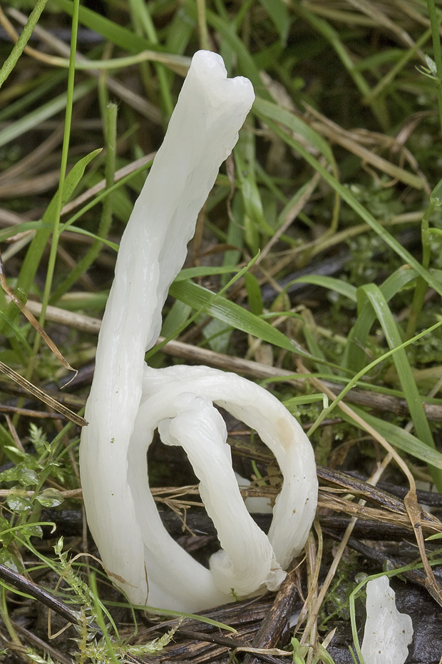 kyjačik lámavý Clavaria fragilis Holmsk.