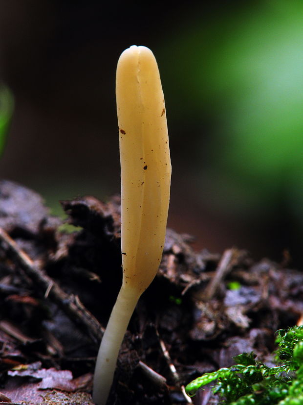 pakonárovka úhľadná Clavulinopsis laeticolor (Berk. & M.A. Curtis) R.H. Petersen