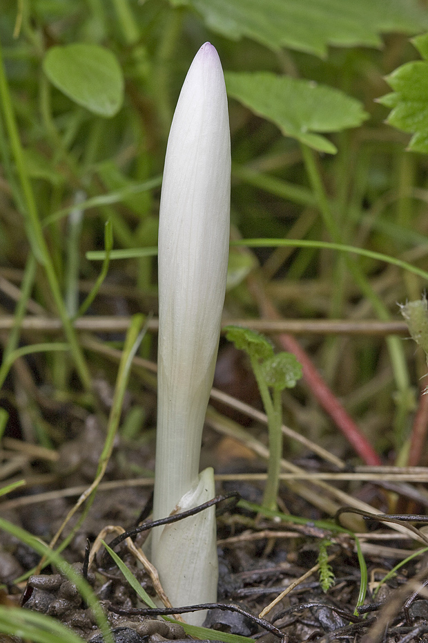 jesienka obyčajná Colchicum autumnale